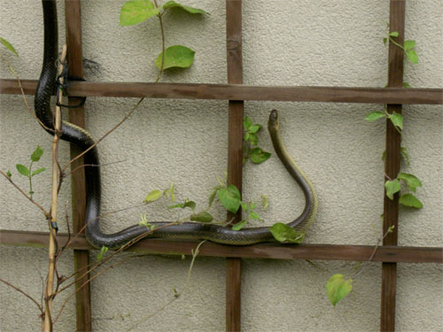 0snake